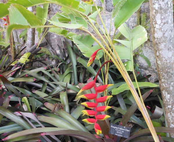 Lobster Claw Plant, St. Kitts