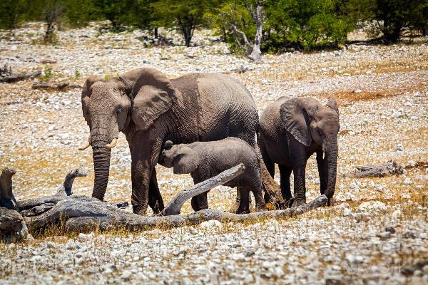 Elephant Family In Africa