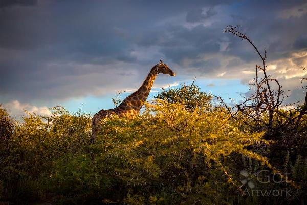 Giraffe At Sunset I