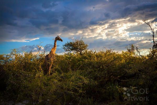Giraffe At Sunset II