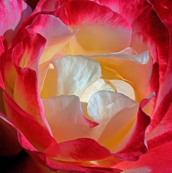 Unique Rose
