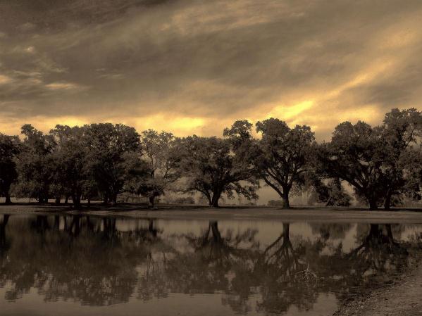 Trees In Sepia