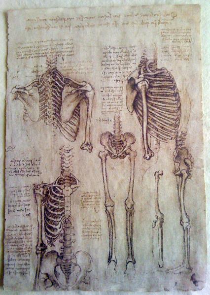 Leonardo Da Vinci - Skeleton