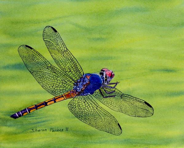 Dragonfly On Green