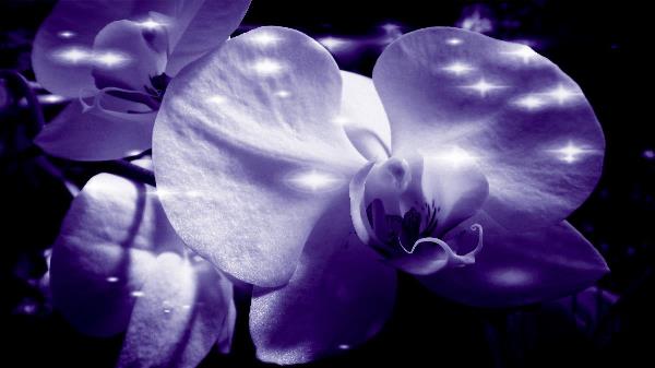 Orchid In Pure Color