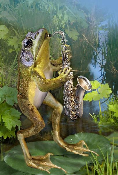 Frog Plying Saxophone