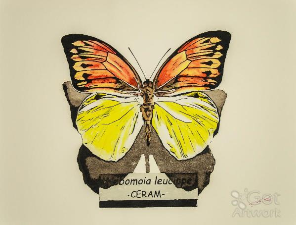 Butterfly Hebomoia Leucippe