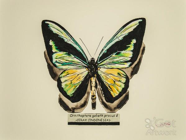 Butterfly Ornithoptera Goliath Procus