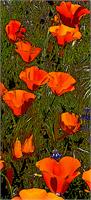 Poppies In Line As Framed Poster