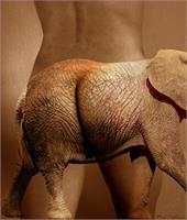 elephant  j j As Framed Poster