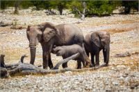 Elephant Family In Africa As Framed Poster