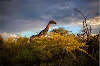 Giraffe At Sunset I As Framed Poster