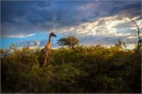 Giraffe At Sunset II As Framed Poster