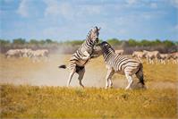 Zebras Playing As Framed Poster