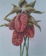 Lady Slippers As Greeting Card