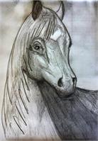 Sketch- Horse As Framed Poster