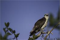 Gavilán Pescador (osprey)
