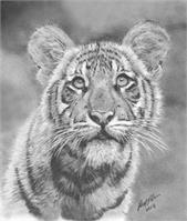 Tiger Cub As Framed Poster