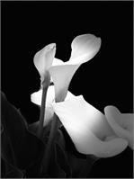 Calla Lilies As Framed Poster