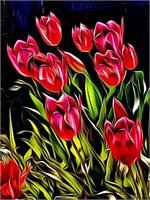 Wild Tulips As Greeting Card