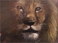 African Lion As Framed Poster