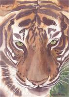 Big Cat Rescue Tiger, China Doll As Framed Poster