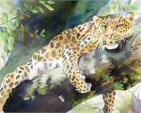 Big Cat Rescue Leopard As Framed Poster