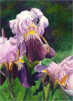 Purple Iris As Framed Poster