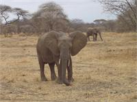 Elephants In Tarangire National Park