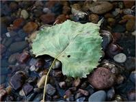 Leaf In Water As Framed Poster