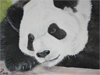 Pondering Panda As Framed Poster