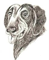 Labrador Dog As Framed Poster