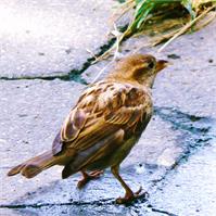 Lark Sparrow As Framed Poster