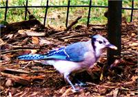 The Blue Jay