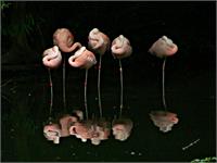 Reflection Of Flamingos