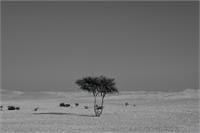Alone In The Desert As Framed Poster