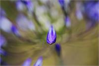Agapanthus Buds Powered As Framed Poster