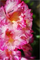 Gladioli Flower Pink As Framed Poster