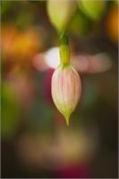 Fuchsia Flower In Bud As Framed Poster