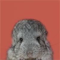 Natural Selection. Baby Chinchilla. As Framed Poster