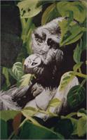 Gorilla As Framed Poster