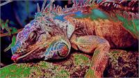 Iguana Sleep As Framed Poster