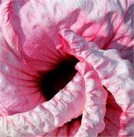 Hibiscus Abstract As Framed Poster