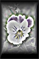 Pansy With A Different Perspective As Framed Poster