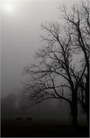 Misty Morning As Framed Poster