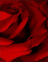Red Red Rose As Framed Poster