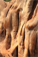 Old Cedar Weathered Wood Pattern Details Grand Canyon National Park Arizona By Roupen Baker
