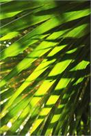 Palm Fronds Backlit By The Morning Sunlight St John Virgin Islands National Park As Framed Poster