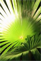 Palm Fronds In Sunlight St John Virgin Islands National Park Photograph By Roupen Baker As Framed Poster