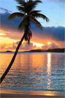 Palm Tree And Tropical Harbor Sunset St Thomas Photograph By Roupen Baker